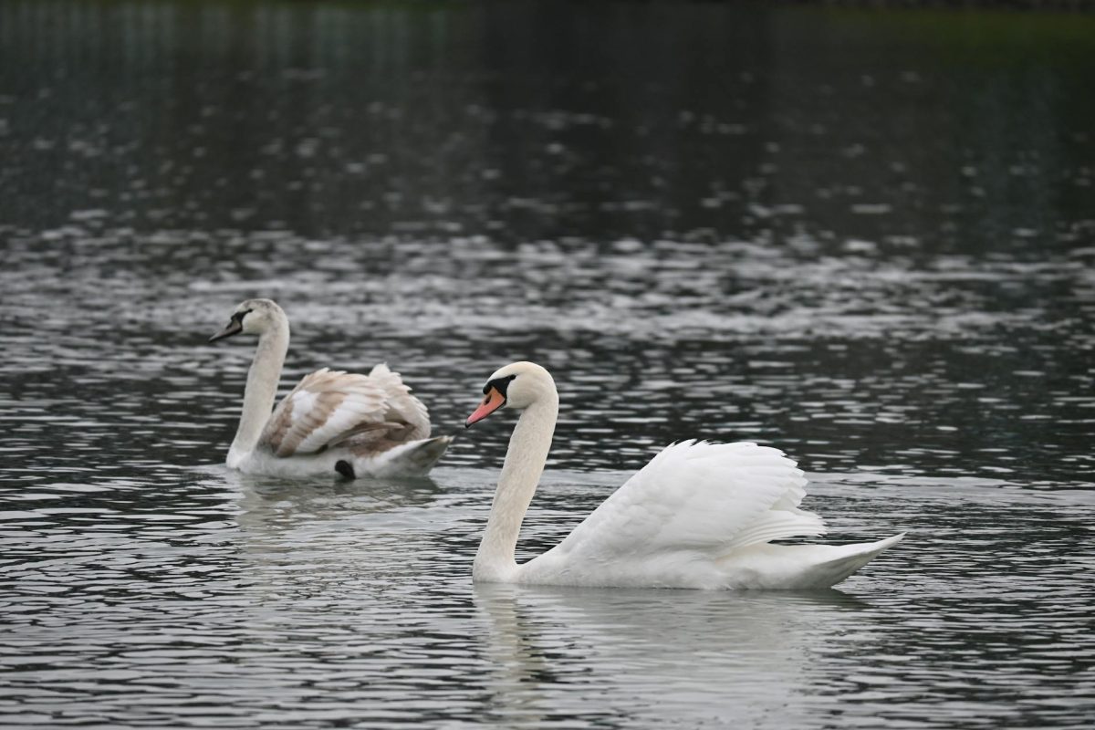 ウルセラの驚くべき効果と価格を徹底解説！韓国美容の最前線
