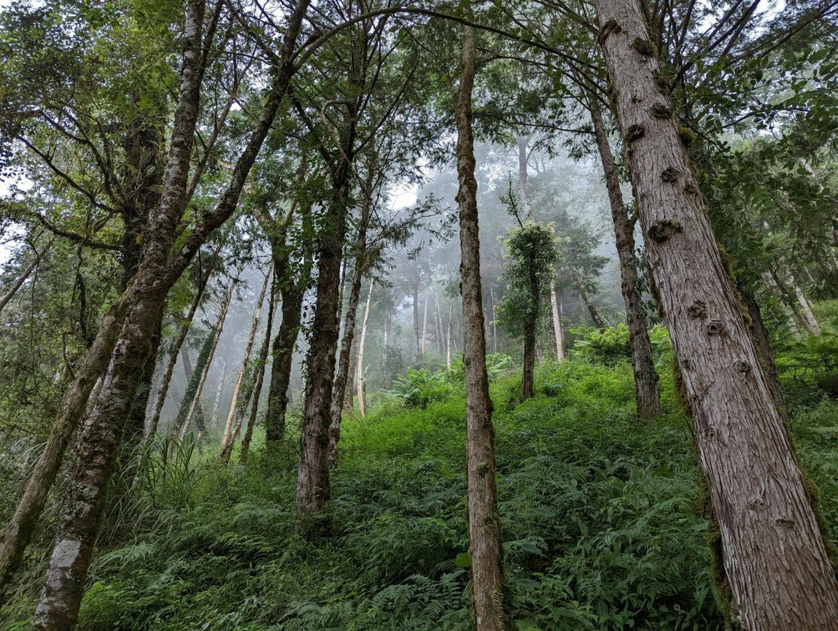 2026年の明洞屋台完全ガイド