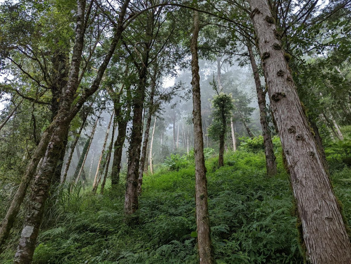 2026年の明洞屋台：ソウル旅行で絶対に訪れるべきスポット