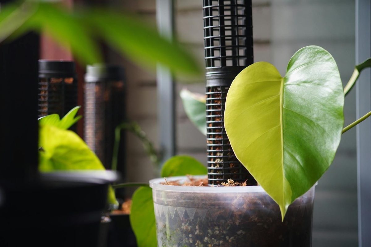 カンナム オンダリフティング おすすめ